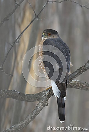 Cooper hawk in hunting mode Stock Photo