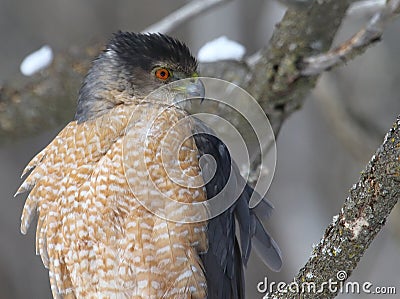 Cooper hawk in hunting mode Stock Photo