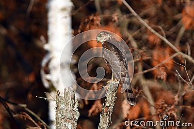 Cooper hawk perched on a dead tree along the edge of the forest Stock Photo