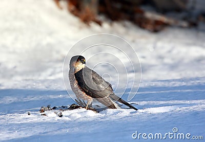 Cooper hawk with recent catch Stock Photo