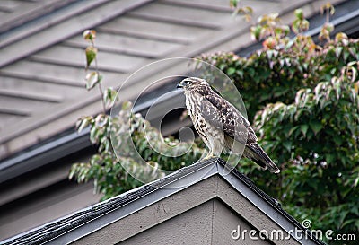 Cooper hawk on roof Stock Photo