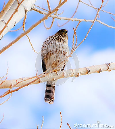The Cooper Hawk sitting in a tree. Stock Photo