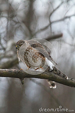 Juvenile Cooper's Hawk on Tree Branch Feathers Fluffed Out 2 - Accipiter cooperii Stock Photo