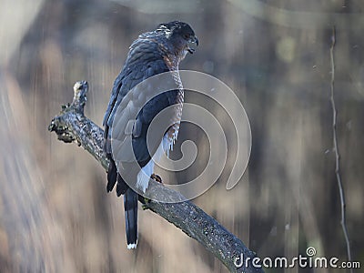 Adult Cooper's Hawk Beak Wide Open and Trying to Cough Up Pellet 8 - Accipiter cooperii Stock Photo