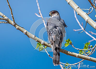 Cooper`s Hawk Stock Photo