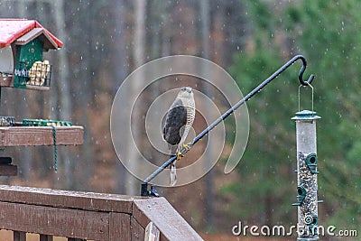 Cooper`s Hawk at Bird Feeders Stock Photo