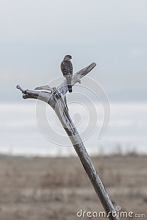 cooper's hawk bird Stock Photo