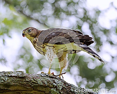 Coopers Hawk Stock Photo