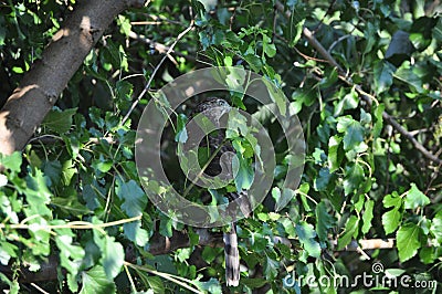 A Cooper`s Hawk drops by the backyard. Stock Photo