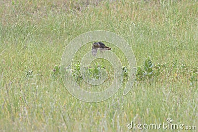 Cooper`s Hawk Flying Over Milkweed On Grassy Dunes Stock Photo