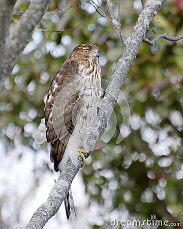 Coopers Hawk Stock Photo