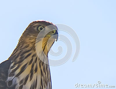 Cooper`s Hawk Immature Perched Close Stock Photo