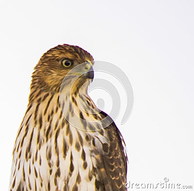 Cooper`s Hawk Immature Perched Close Stock Photo