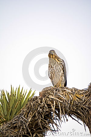 Cooper`s Hawk Immature Perched Evening Stock Photo