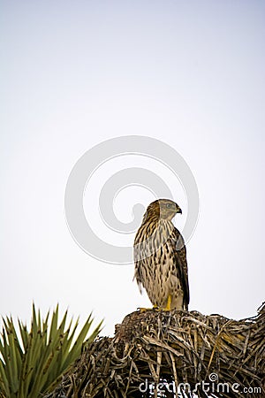 Cooper`s Hawk Immature Perched Evening Stock Photo