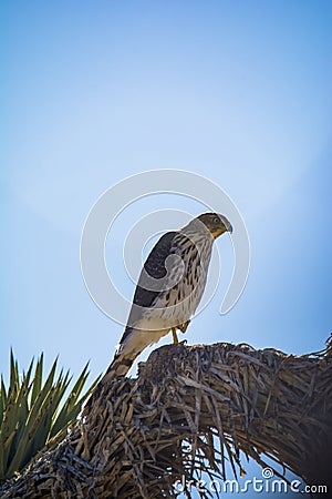 Cooper`s Hawk Immature Perched Morning Stock Photo