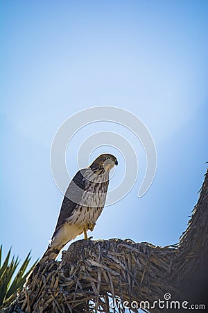 Cooper`s Hawk Immature Perched Morning Stock Photo