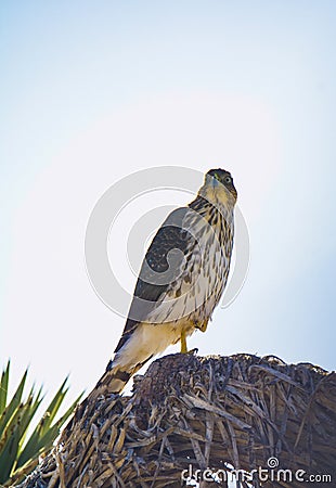 Cooper`s Hawk Immature Perched Morning Stock Photo