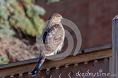 Cooper`s Hawk on a Lattice Fence Stock Photo