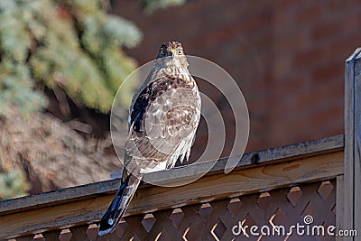 Cooper`s Hawk on a Lattice Fence Stock Photo