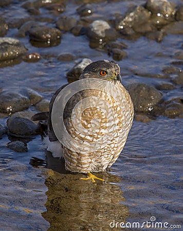 Cooper`s Hawk Standing in Shallow Water Stock Photo