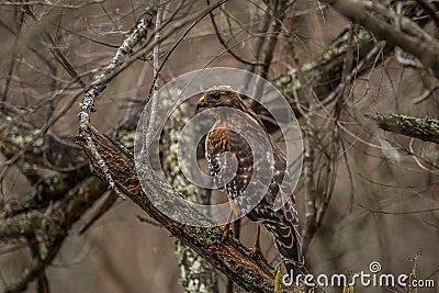 Cooper`s hawk on a tree branch Stock Photo