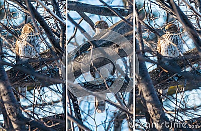 Cooper's Hawk in a Tree Stock Photo