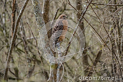 Cooper`s hawk in the woods Stock Photo