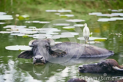 Cooperation between water buffalo and bird Stock Photo