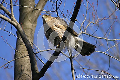 Coopers Hawk Accipiter Cooperii Stock Photo