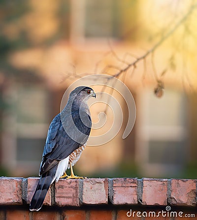 Coopers Hawk Accipiter cooperii Stock Photo