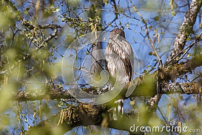 Coopers hawk bird Stock Photo