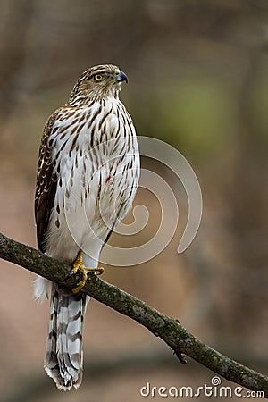 Coopers Hawk perched Stock Photo