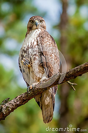Coopers hawk perched on tree watching Stock Photo