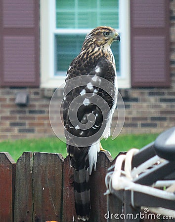 Coopers Hawk Rests on Backyard Fence Stock Photo