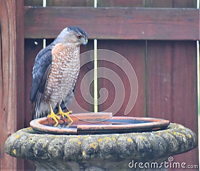 Coopers Hawk Suburban Predator Raptor Nashville Tennessee 2 Stock Photo