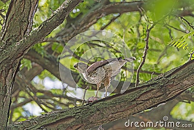 Coopers Hawk Watching While Eating its Catch Stock Photo