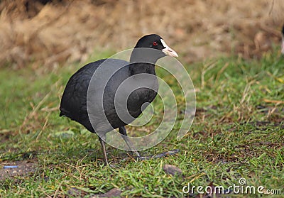 Coot Stock Photo