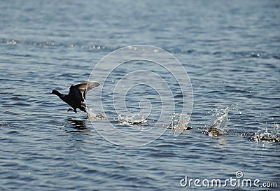 Coot bird landing on ocean Stock Photo