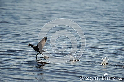 Coot bird landing on water in ocean Stock Photo