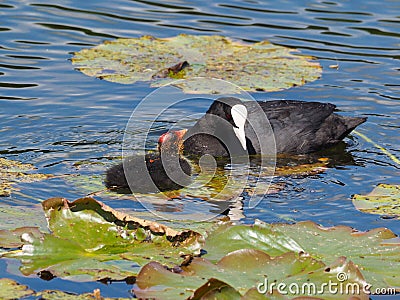 Coot and coot youngster in the sun - Fulica atra Stock Photo