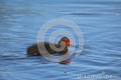 Coot duckling ( Rallidae) Stock Photo