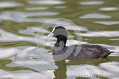 Coot I Stock Photo