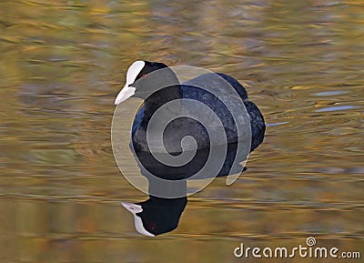 Coot Stock Photo