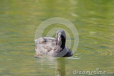 Coot, water bird with black plumage, white frontal shield swimming in lake water of Achensee, Achen Lake, Austria. Stock Photo