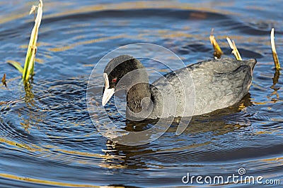 Coot in the water Stock Photo