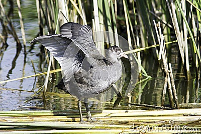 Coot, young bird in natural habitat / Fulica atra Stock Photo