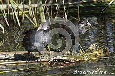 Coot, young birds in natural habitat / Fulica atra Stock Photo