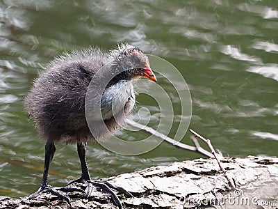 Coot youngster on a trunk - Fulica atra Stock Photo