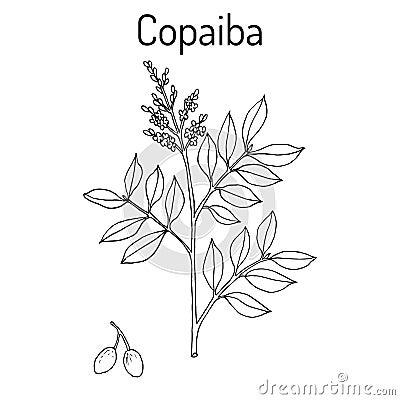 Copaiba Copaifera officinalis , medicinal plant Vector Illustration